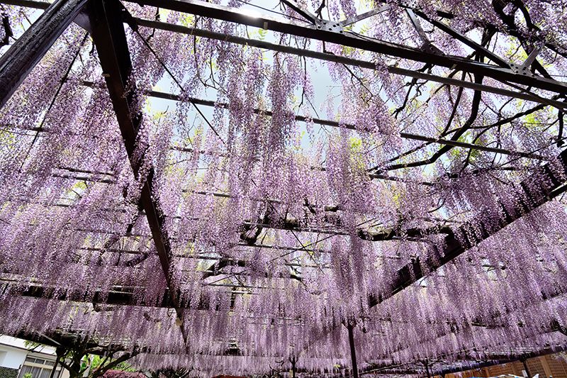 Thành phố Yame Fukuoka